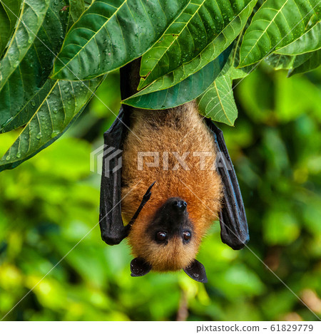Seychelles fruit bat or flying fox Pteropus 61829779