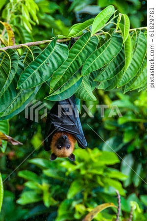 Seychelles fruit bat or flying fox Pteropus 61829781