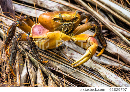 Spider Crab, Neosarmatium meinerti in the Spider Crab, Neosarmatium meinerti in the 61829797