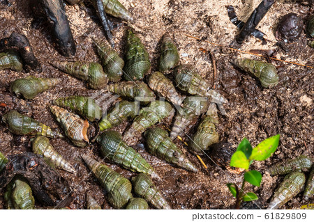 Snail shells in the Jungle of the island of 61829809