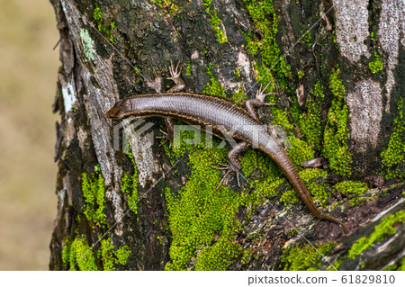 Lizard in the Jungle of the island of Curieuse, Lizard in the Jungle of the island of Curieuse, 61829810