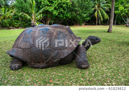 Aldabra giant tortoise, Curieuse Marine National 61829812