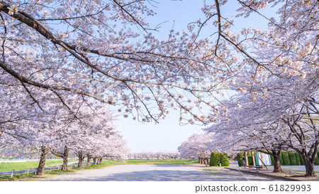 Spring of Minuma rice field Japan's best cherry blossom corridor 61829993