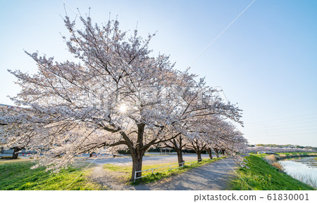 Spring of Minuma rice field Japan's best cherry blossom corridor 61830001