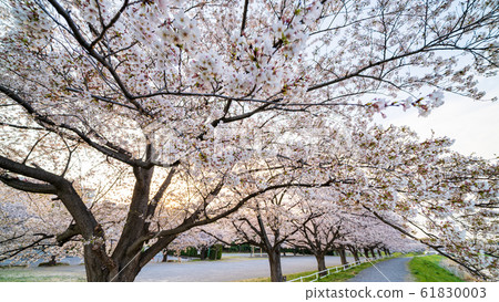 Spring of Minuma rice field Japan's best cherry blossom corridor 61830003