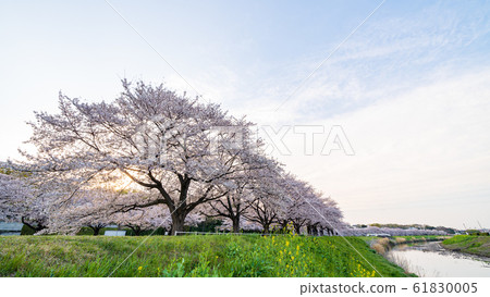 Spring of Minuma rice field Japan's best cherry blossom corridor Spring of Minuma rice field Japan's best cherry blossom corridor 61830005