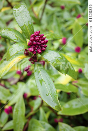 Zinbo紗布 61830826