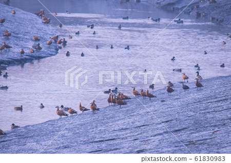 Siheung Tidal-Ecological Park, Siheung City, Gyeonggi-do Siheung Tidal-Ecological Park, Siheung City, Gyeonggi-do 61830983