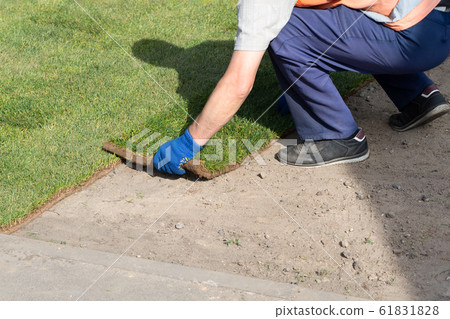 Professional gardener worker laying fresh artificially grown rolled lawn. Detail process of installation grass roll carpet at city park or backyard on bright sunny day . Gardening landcaping service 61831828