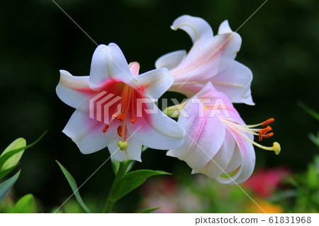 Lily of flowers 61831968