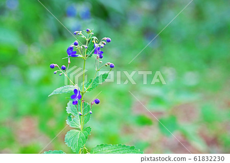 Lilac calliflora flower 61832230