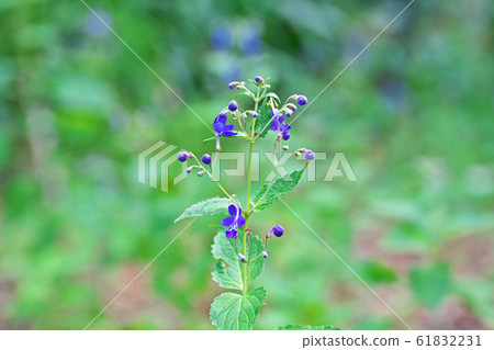 Lilac calliflora flower Lilac calliflora flower 61832231