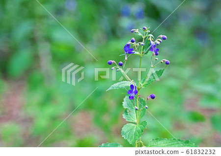 Lilac calliflora flower 61832232