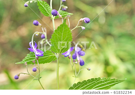 Lilac calliflora flower 61832234