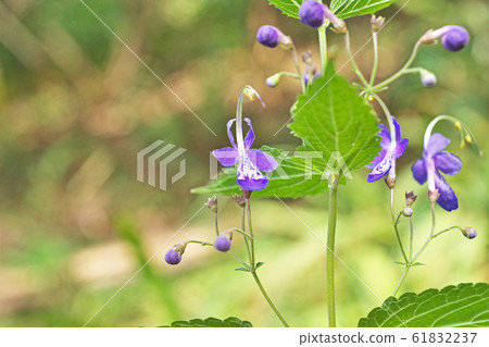 Lilac calliflora flower 61832237
