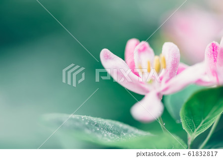 Beautiful honeysuckle flowers with white and pink 61832817
