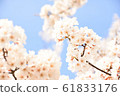 櫻花 61833176