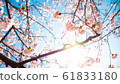 櫻花 61833180
