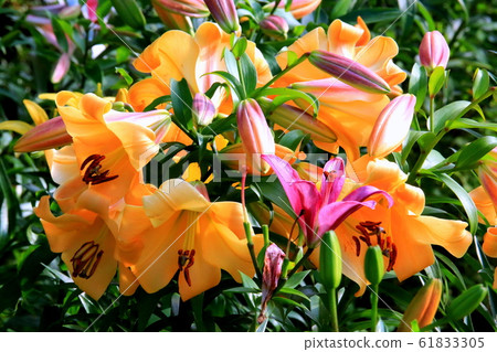 Lily of flowers 61833305