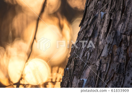 Texture of old bark on the sunset light 61833909