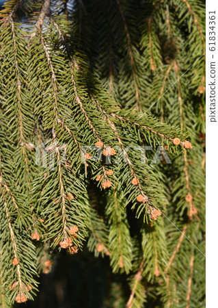 Norway spruce 61834361