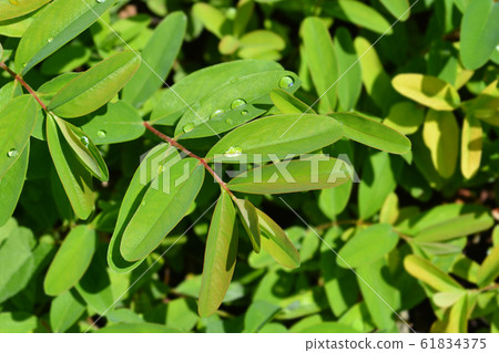 Creeping Arons Beard St. Johnswort Creeping Arons Beard St. Johnswort 61834375