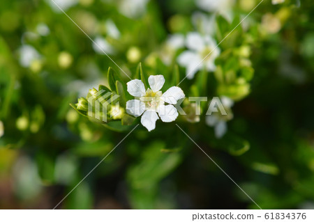 False heather False heather 61834376