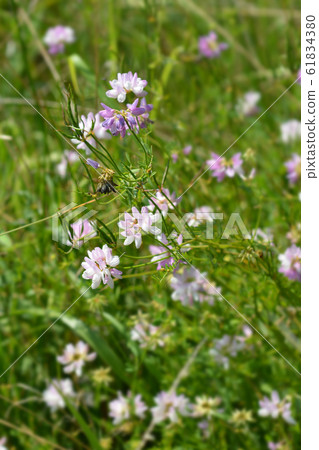 Purple crown vetch 61834380