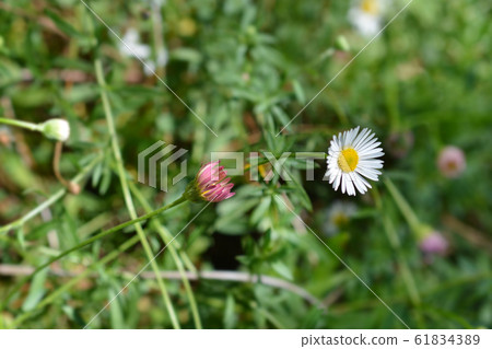 Mexican fleabane 61834389