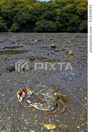 留下的螃蟹 61834841