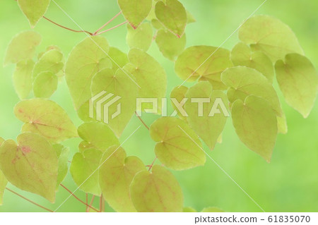Epimedium leaf wild grass nature background Epimedium leaf wild grass nature background 61835070