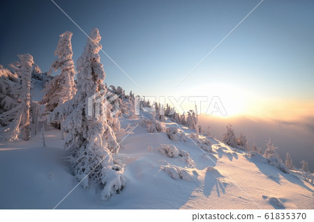 Frosted trees on the mountain top against the blue sky at dusk Frosted trees on the mountain top against the blue sky at dusk 61835370