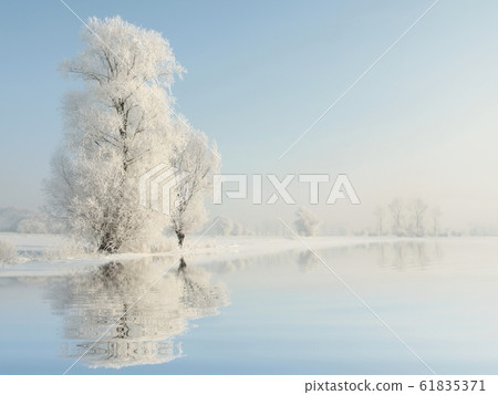 Frosty winter tree in the morning 61835371