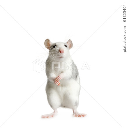 Funny rat standing on his hind legs over white Funny rat standing on his hind legs over white 61835404