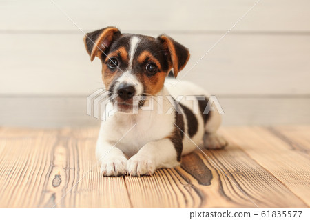 Studio shot - Jack Russell terrier puppy laying on Studio shot - Jack Russell terrier puppy laying on 61835577