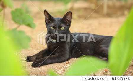 Black stray cat, fur dirty from dust and hairs, Black stray cat, fur dirty from dust and hairs, 61835578