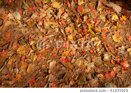 Autumn leaves Autumn leaves 61835929