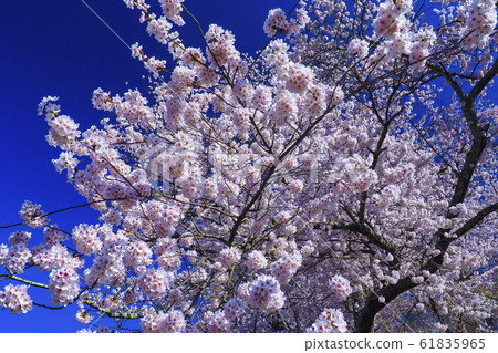 [Fukushima] Miharu waterfall cherry blossoms in full bloom wide angle up 61835965
