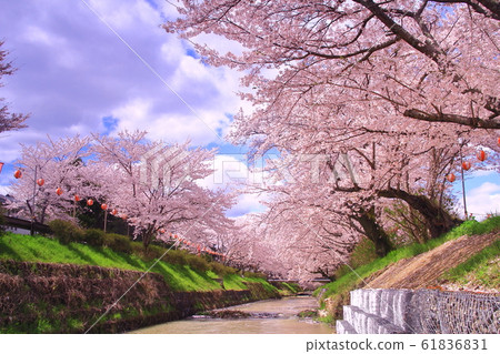 Cherry blossoms in full bloom in Kuroigawa (Tanba-shi Kasuga-cho) 61836831