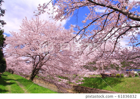 Cherry blossoms in full bloom in Kuroigawa (Tanba-shi Kasuga-cho) 61836832