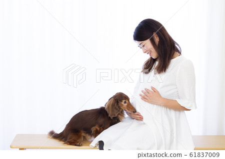 Pregnant woman and miniature dachshund Pregnant woman and miniature dachshund 61837009