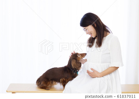 Pregnant woman and miniature dachshund 61837011