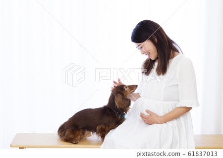 Pregnant woman and miniature dachshund Pregnant woman and miniature dachshund 61837013
