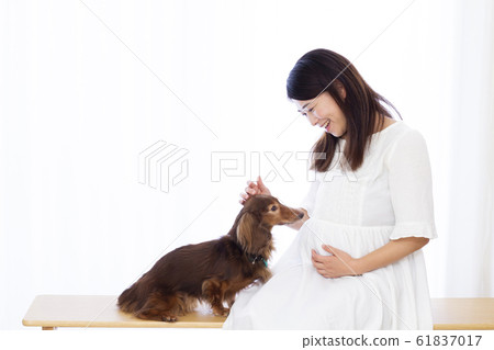 how can i tell if my miniature dachshund is pregnant