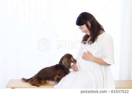 Pregnant woman and miniature dachshund Pregnant woman and miniature dachshund 61837022