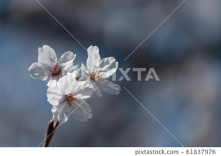 Up of cherry blossoms 61837976