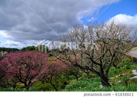 Plum trees and daffodil flowers blooming under the flowing clouds 61838021