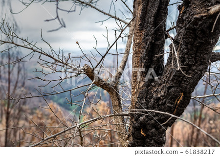 Burnt forest trees eucalyptus Monchique, Portugal, after fires. Natural disasters. 61838217