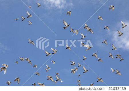 flock of speed racing pigeon flying against clear flock of speed racing pigeon flying against clear 61838489