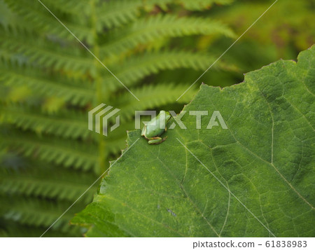日本樹蛙，回來 61838983